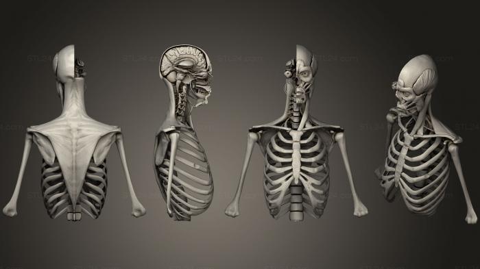 Anatomy of skeletons and skulls (Human Head Anatomy2, ANTM_0696) 3D models for cnc